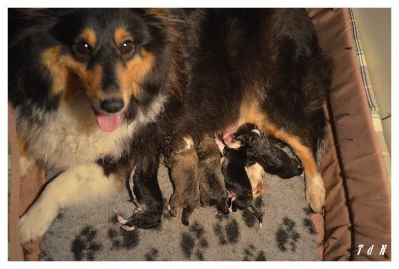 De La Terre De Neaure - Shetland Sheepdog - Portée née le 26/07/2016