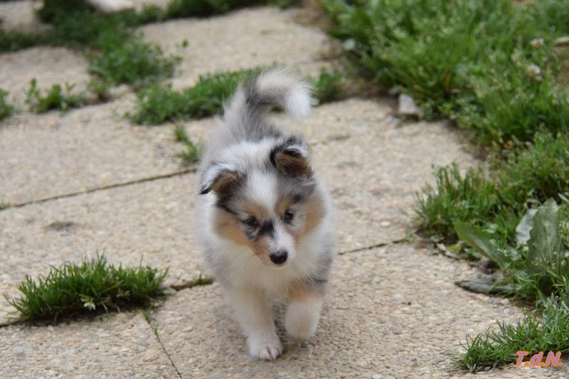 De La Terre De Neaure - Chiots disponibles - Shetland Sheepdog