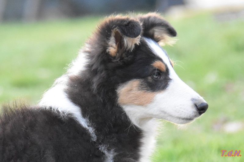 De La Terre De Neaure - Chiots disponibles - Shetland Sheepdog