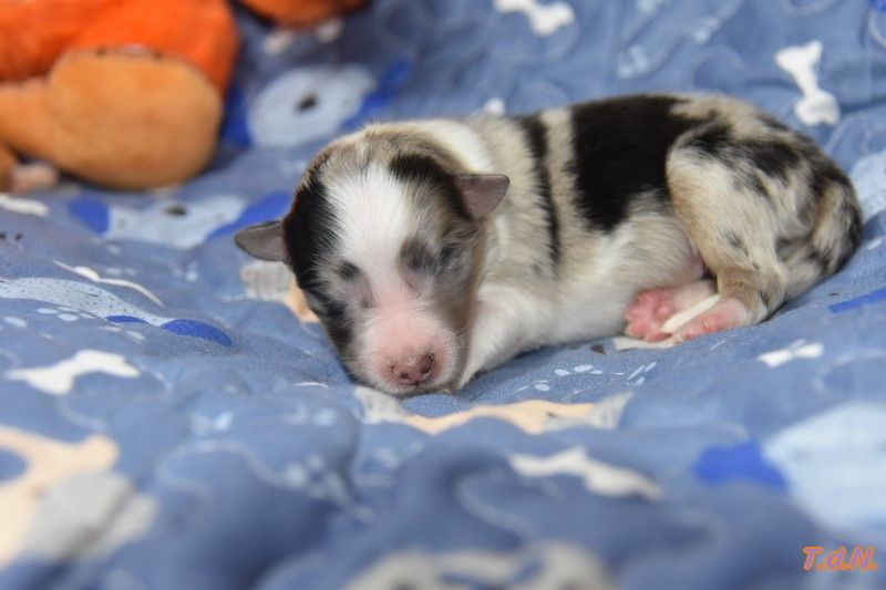 De La Terre De Neaure - Chiots disponibles - Shetland Sheepdog
