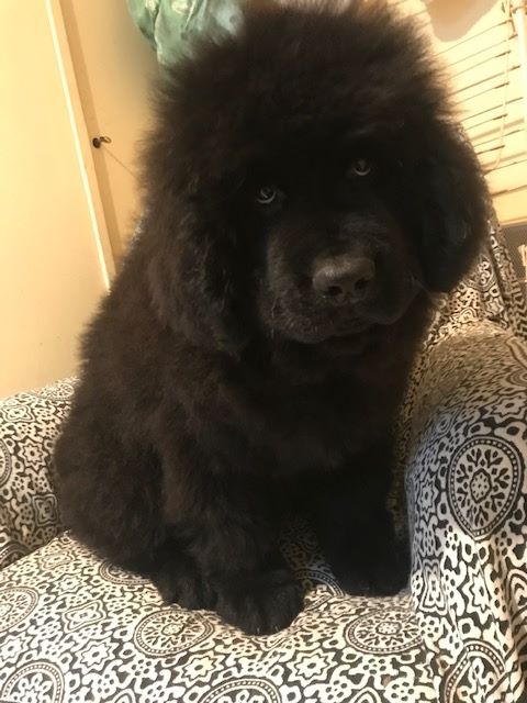 De La Terre De Neaure - Terre-neuve - Portée née le 30/10/2019