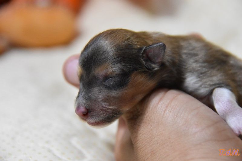 De La Terre De Neaure - Chiots disponibles - Shetland Sheepdog