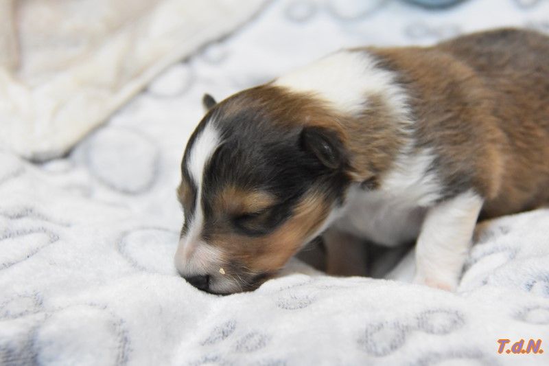 De La Terre De Neaure - Chiots disponibles - Shetland Sheepdog
