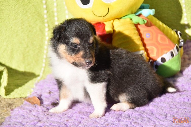 De La Terre De Neaure - Chiots disponibles - Shetland Sheepdog