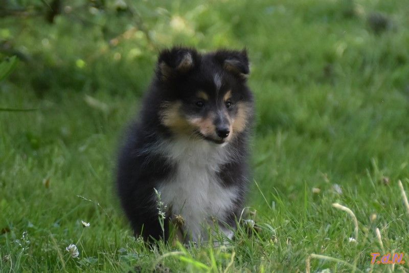 De La Terre De Neaure - Chiots disponibles - Shetland Sheepdog