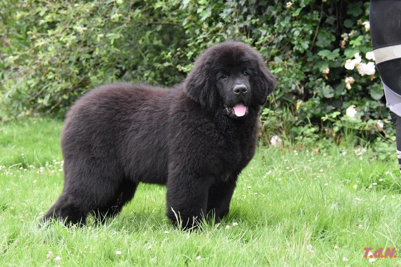 De La Terre De Neaure - Chiots disponibles - Terre-neuve