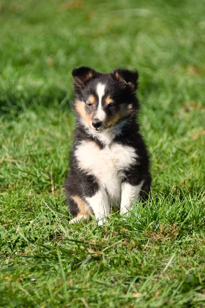De La Terre De Neaure - Chiots disponibles - Shetland Sheepdog