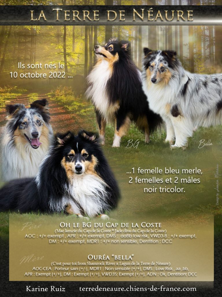 De La Terre De Neaure - Shetland Sheepdog - Portée née le 10/10/2022