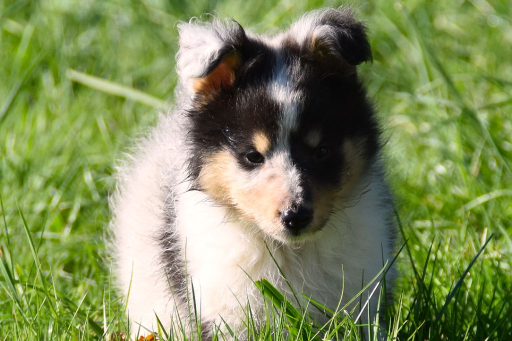 De La Terre De Neaure - Chiots disponibles - Shetland Sheepdog