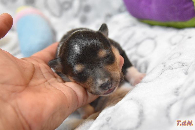 De La Terre De Neaure - Chiots disponibles - Shetland Sheepdog