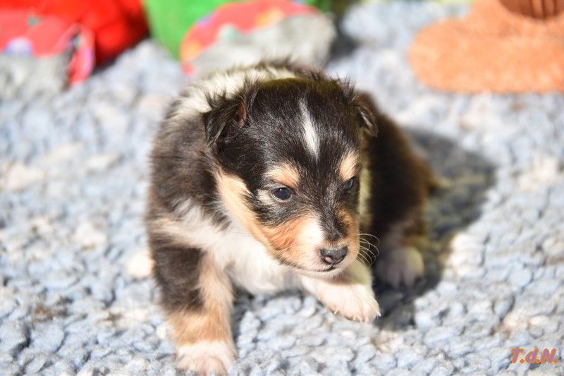 De La Terre De Neaure - Chiots disponibles - Shetland Sheepdog