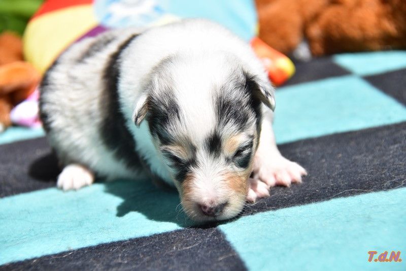 De La Terre De Neaure - Chiots disponibles - Shetland Sheepdog