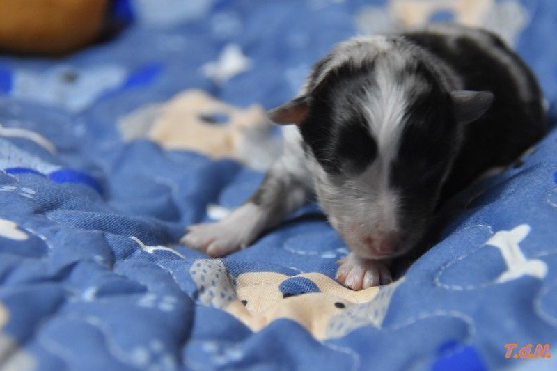 De La Terre De Neaure - Chiots disponibles - Shetland Sheepdog