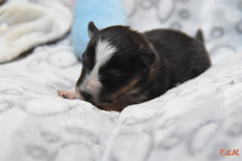 De La Terre De Neaure - Chiots disponibles - Shetland Sheepdog
