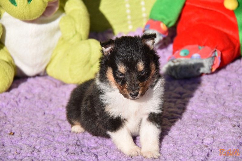 De La Terre De Neaure - Chiots disponibles - Shetland Sheepdog