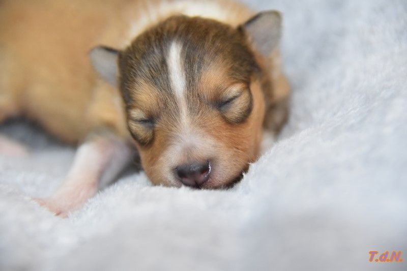 De La Terre De Neaure - Chiots disponibles - Shetland Sheepdog