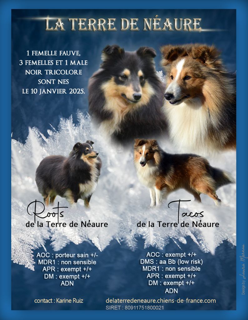 De La Terre De Neaure - Shetland Sheepdog - Portée née le 10/01/2025