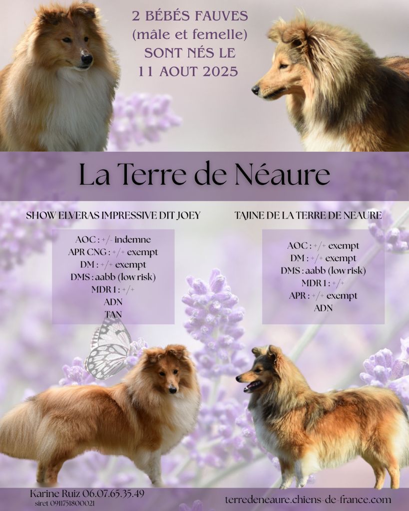 De La Terre De Neaure - Shetland Sheepdog - Portée née le 11/08/2025