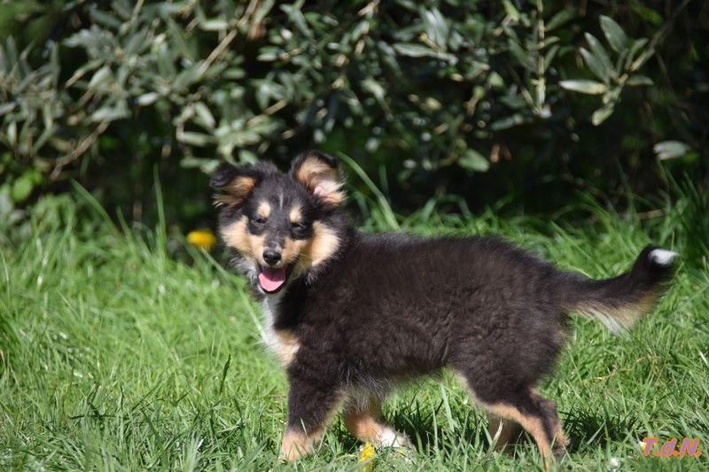 De La Terre De Neaure - Chiots disponibles - Shetland Sheepdog