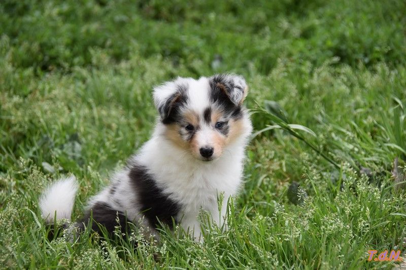 De La Terre De Neaure - Chiots disponibles - Shetland Sheepdog